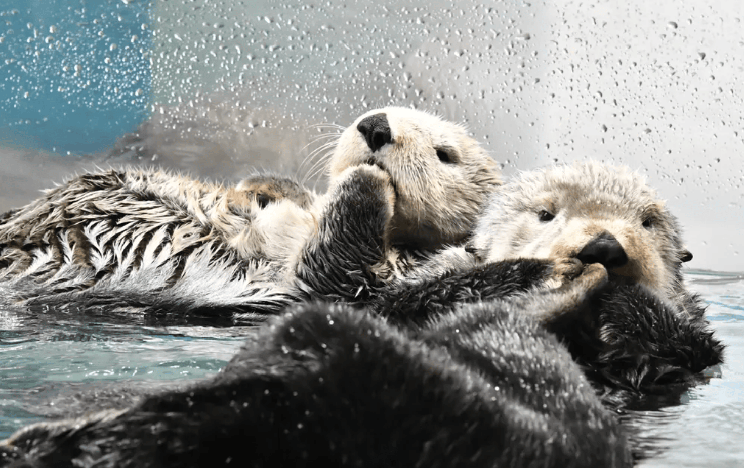 【福岡親子景點｜1. Marine World Uminonakamichi（海之中道海洋世界）】